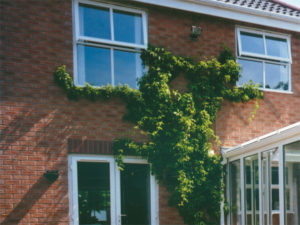 windows brick wall vine